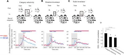 A multivariate comparison of electroencephalogram and functional magnetic resonance imaging to electrocorticogram using visual object representations in humans